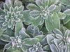 Frosty foliage