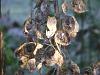 Honesty seed pods