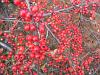 Cotoneaster berries