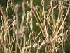 Winter seed-heads
