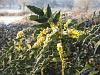 Mahonia x media 'Charity'