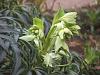 Helleborus foetidus