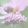 The Garden Page